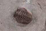Red Austerops Trilobite - Hmar Laghdad, Morocco #221215-2